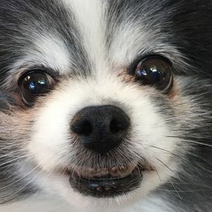 Meet your Posher, Eva